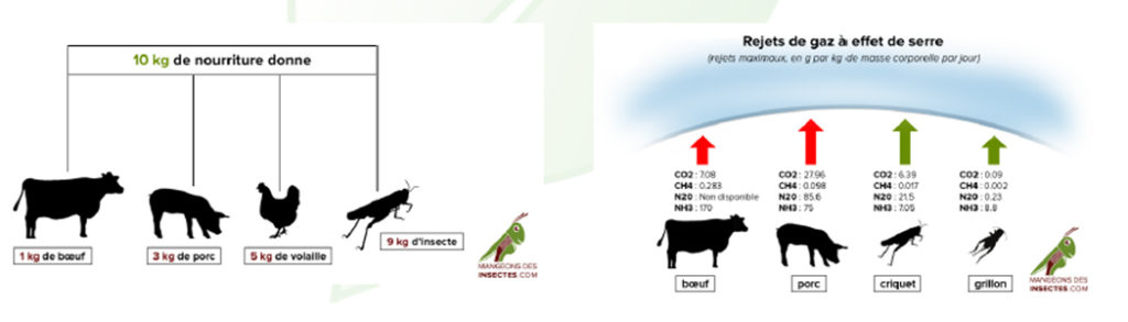 WARUM EIN PROTEIN VON GRILLEN?